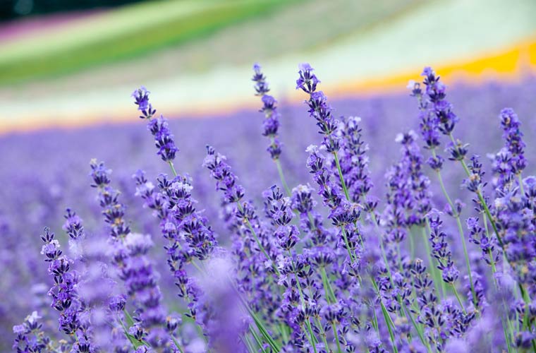 ファーム富田（富良野ラベンダー畑）