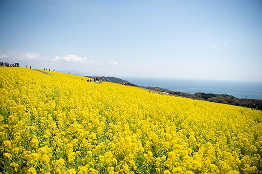 あわじ花さじき 菜の花