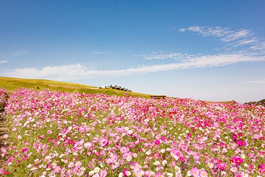 あわじ花さじき コスモス