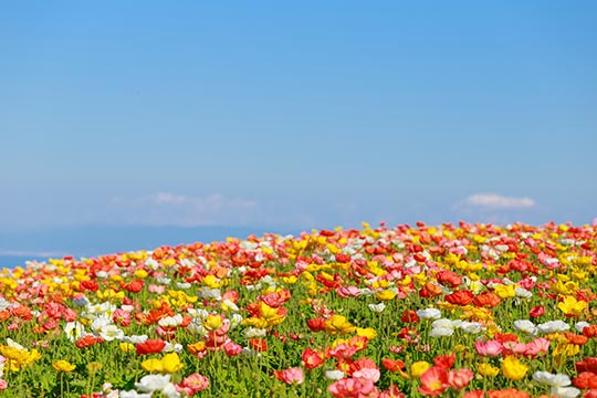 あわじ花さじき ポピー