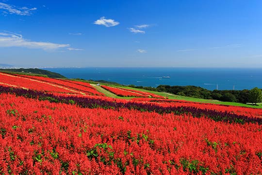 あわじ花さじき サルビア