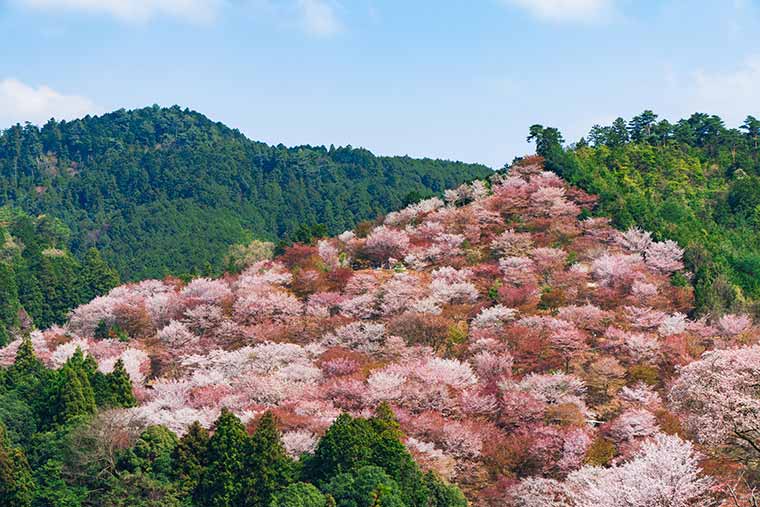 吉野山の千本桜