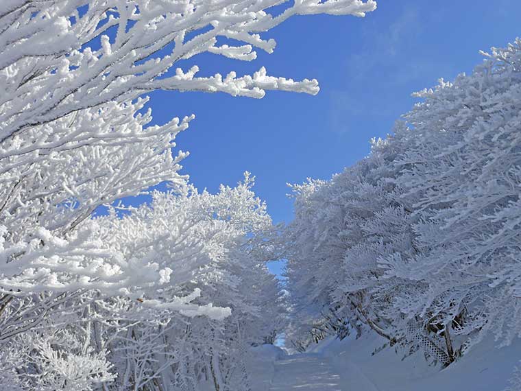 御在所岳の樹氷