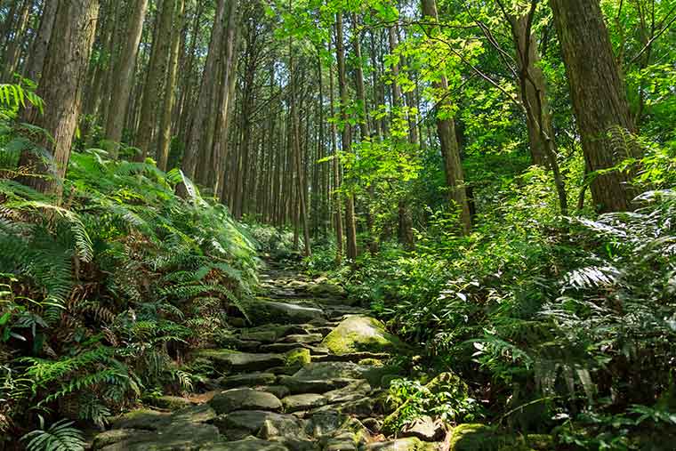 熊野古道 馬越峠