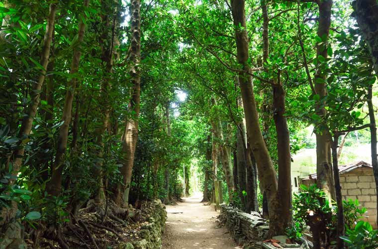 備瀬のフクギ並木