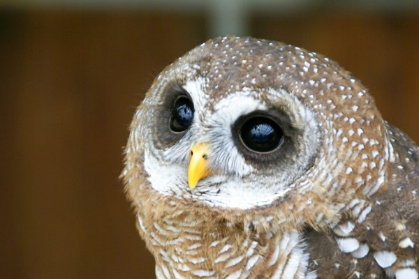 フクロウカフェ