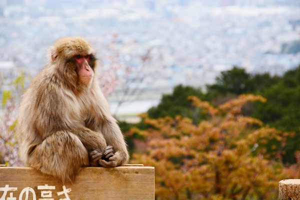 嵐山モンキーパークいわたやま