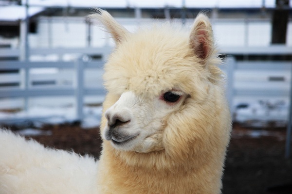 那須アルパカ牧場