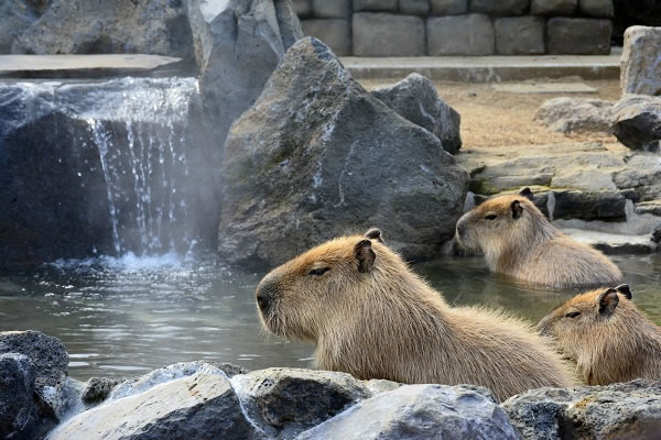 伊豆シャボテン公園