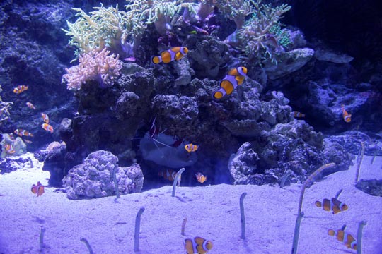 マクセル アクアパーク品川