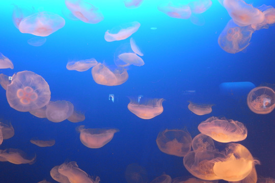 新江ノ島水族館