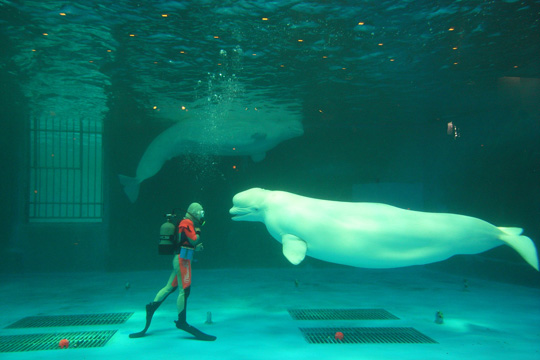 鴨川シーワールド