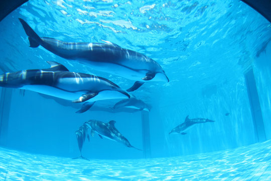 鴨川シーワールド