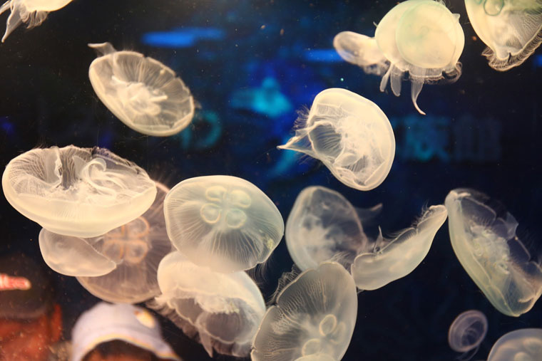 しながわ水族館