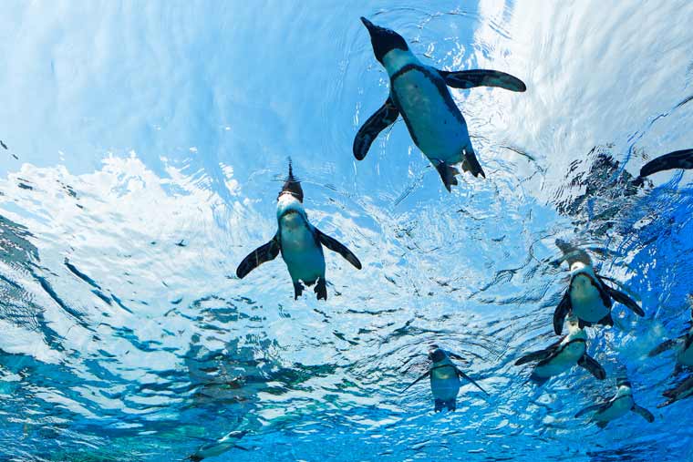 サンシャイン水族館