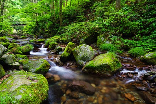鳩ノ巣渓谷（はとのすけいこく）