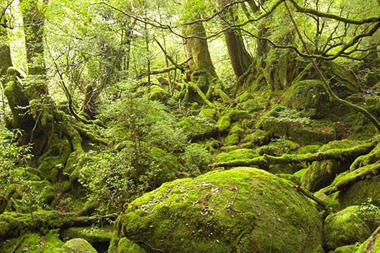 白谷雲水峡（屋久島）