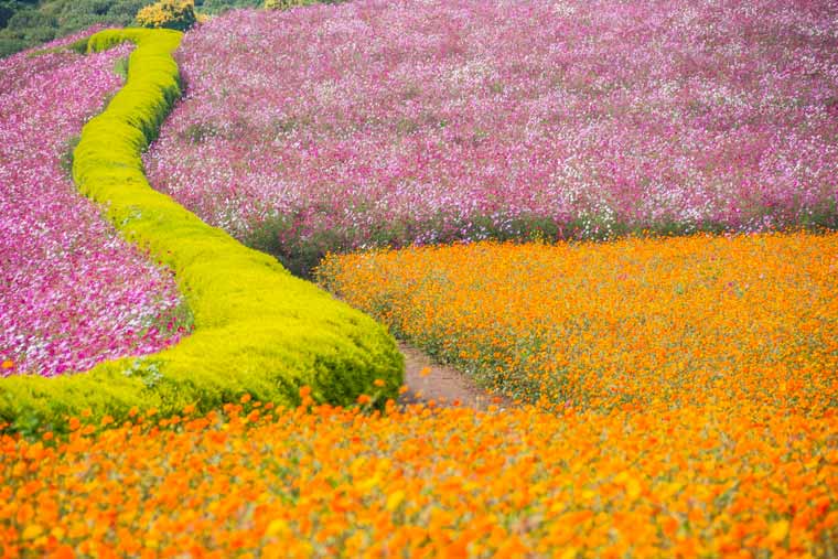 花の駅 生駒高原