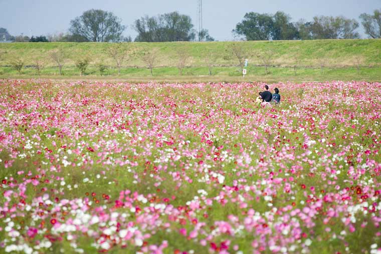 宮ノ下コスモス公苑