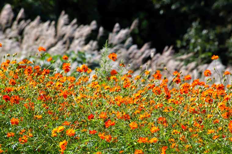 面白山高原コスモスベルグ