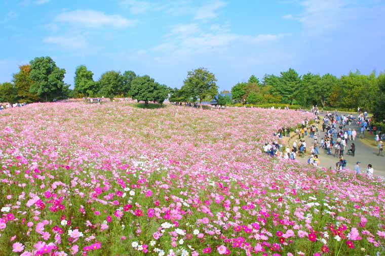 国営昭和記念公園