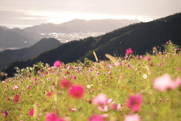 鷲ヶ峰コスモスパーク