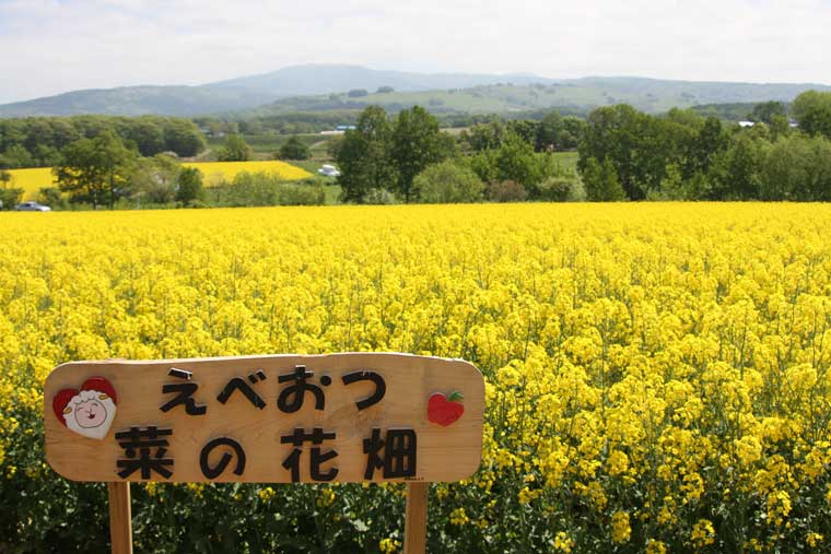 江部乙（えべおつ）丘陵地