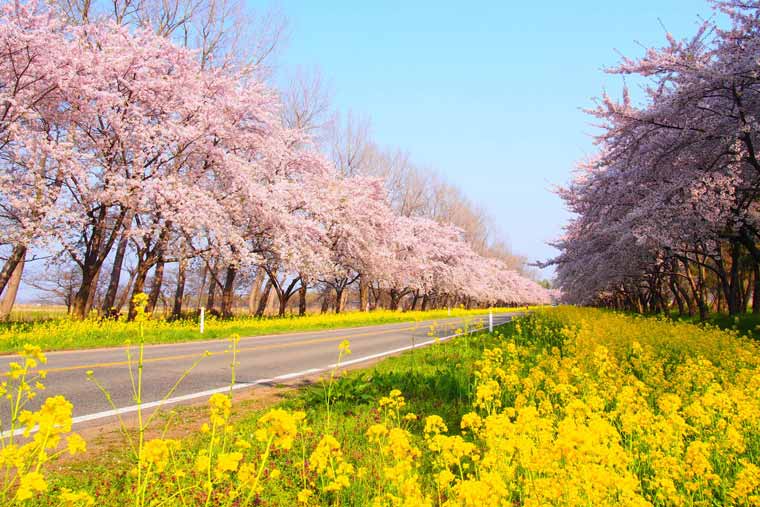 八郎潟干拓地・菜の花ロード