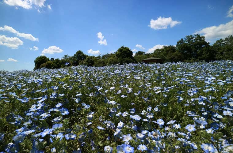 国営備北丘陵公園