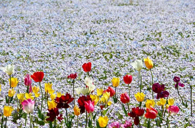 国営讃岐まんのう公園