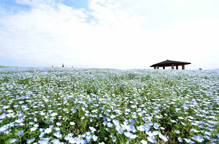 国営海の中道海浜公園