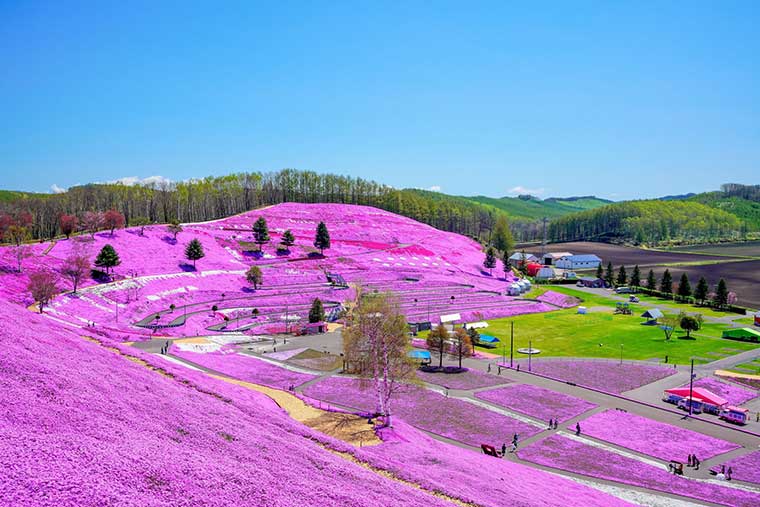 ひがしもこと芝桜公園