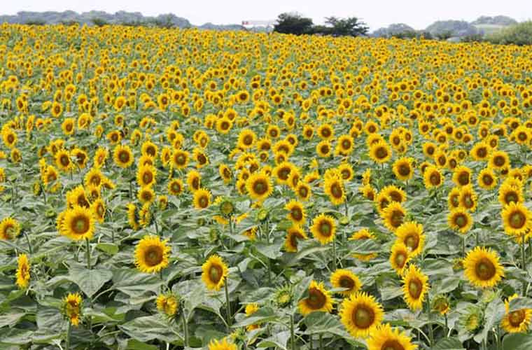 観光農園花ひろば