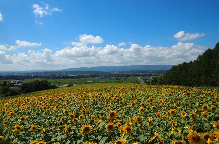 なよろひまわり畑