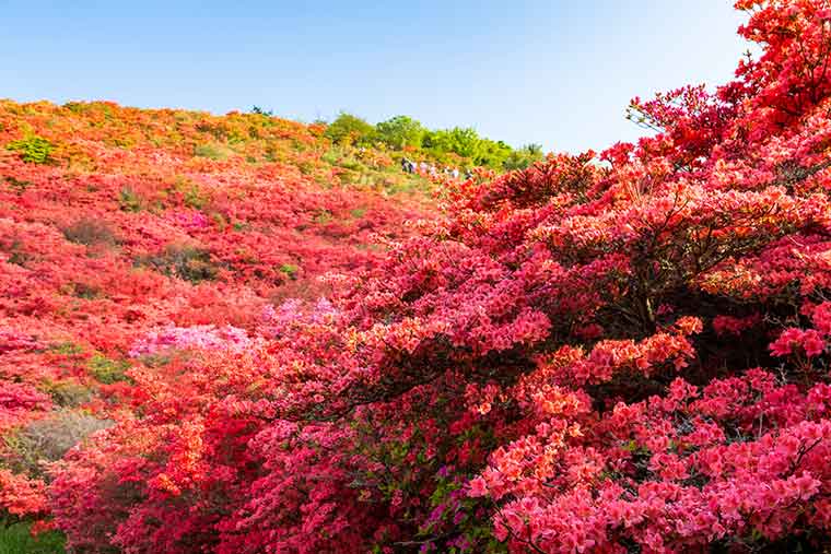 葛城山自然つつじ園