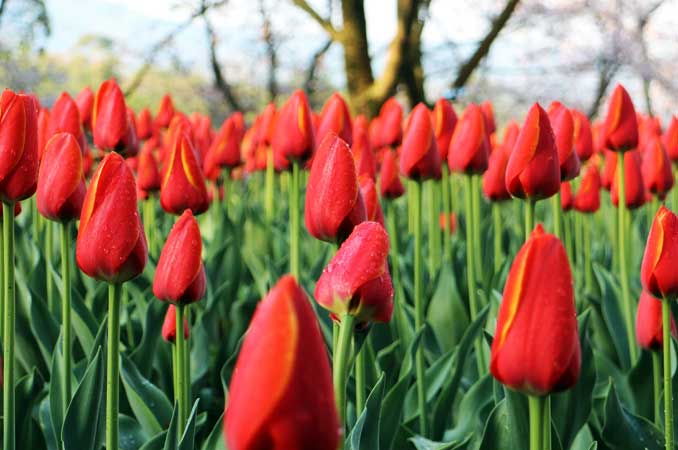 公渕森林公園（きんぶちしんりんこうえん）