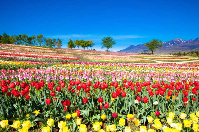 那須フラワーワールド