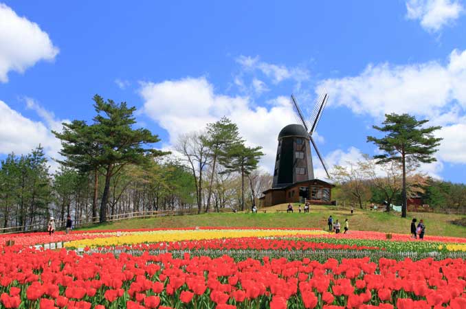 雪谷川ダムフォリストパーク・軽米 チューリップ園