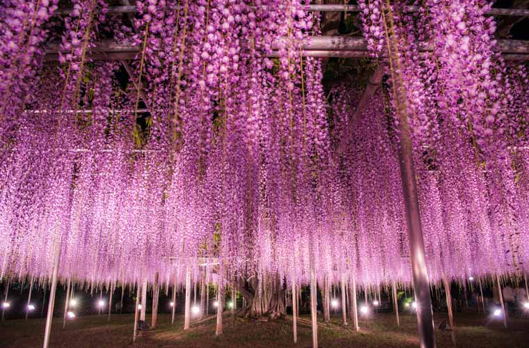 あしかがフラワーパーク