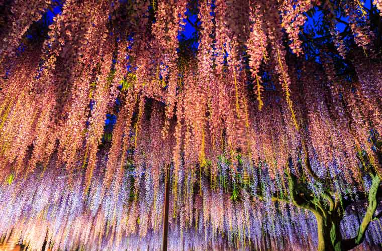 白毫寺（びゃくこうじ）