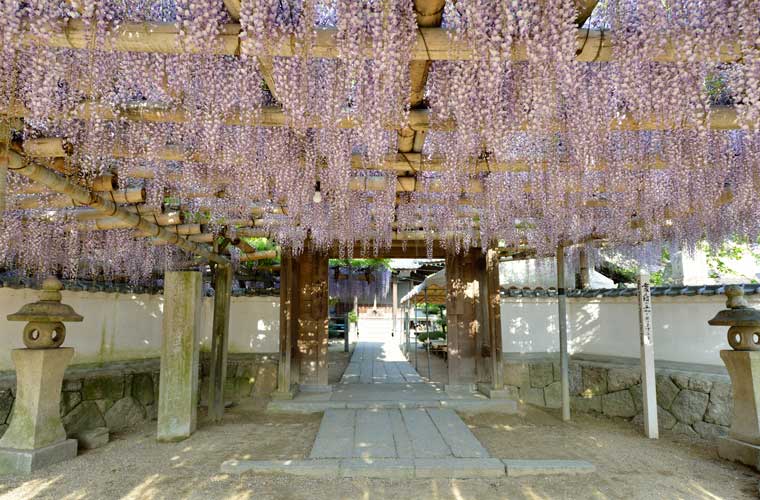 禎祥寺 ～観音堂の藤～