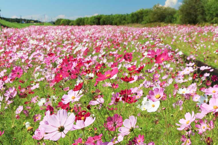 太陽の丘えんがる公園