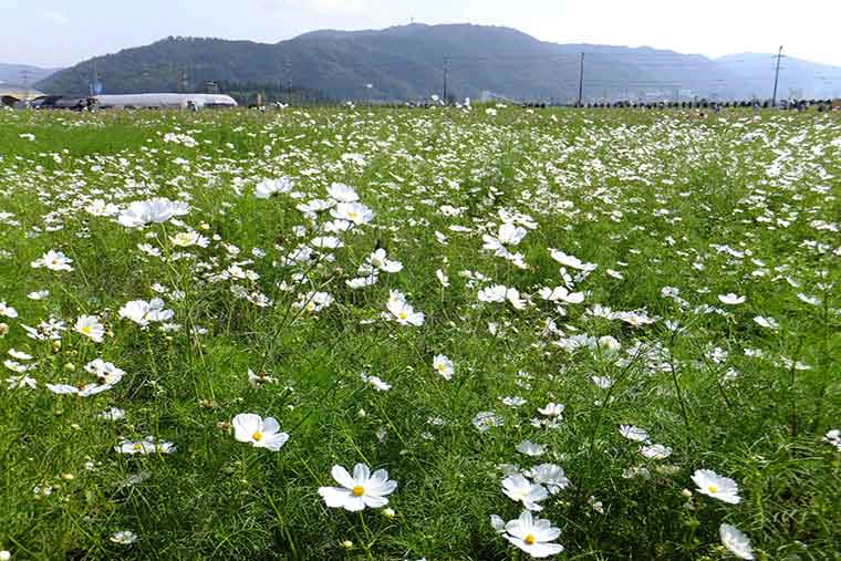 夢コスモス園