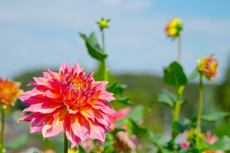 町田薬師池公園四季彩の杜 ダリア園