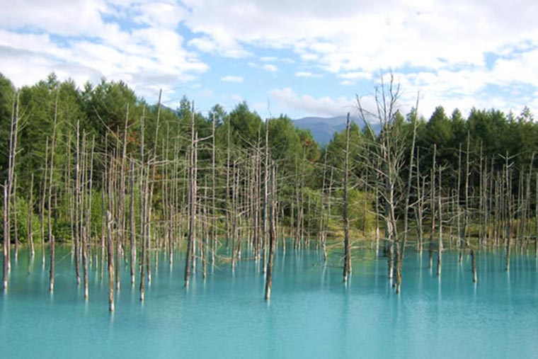 美瑛町白金　白金青い池 (しろがねあおいいけ)