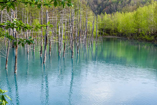 北海道　美瑛町　白金青い池 (しろがねあおいいけ)