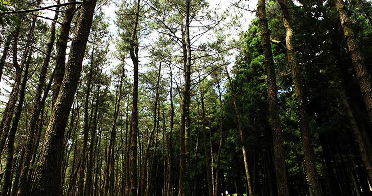 チェジュチョルムルヒュヤンリム