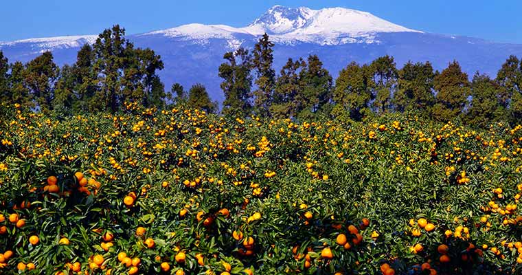 バンキュルダン