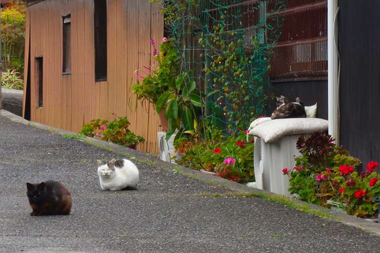 粟島 猫まんじゅう