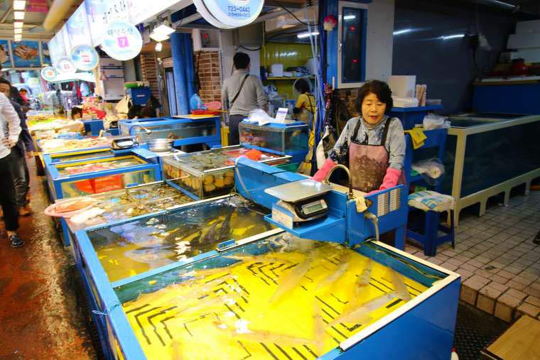 東門市場のいけすには透き通ったヤリイカが